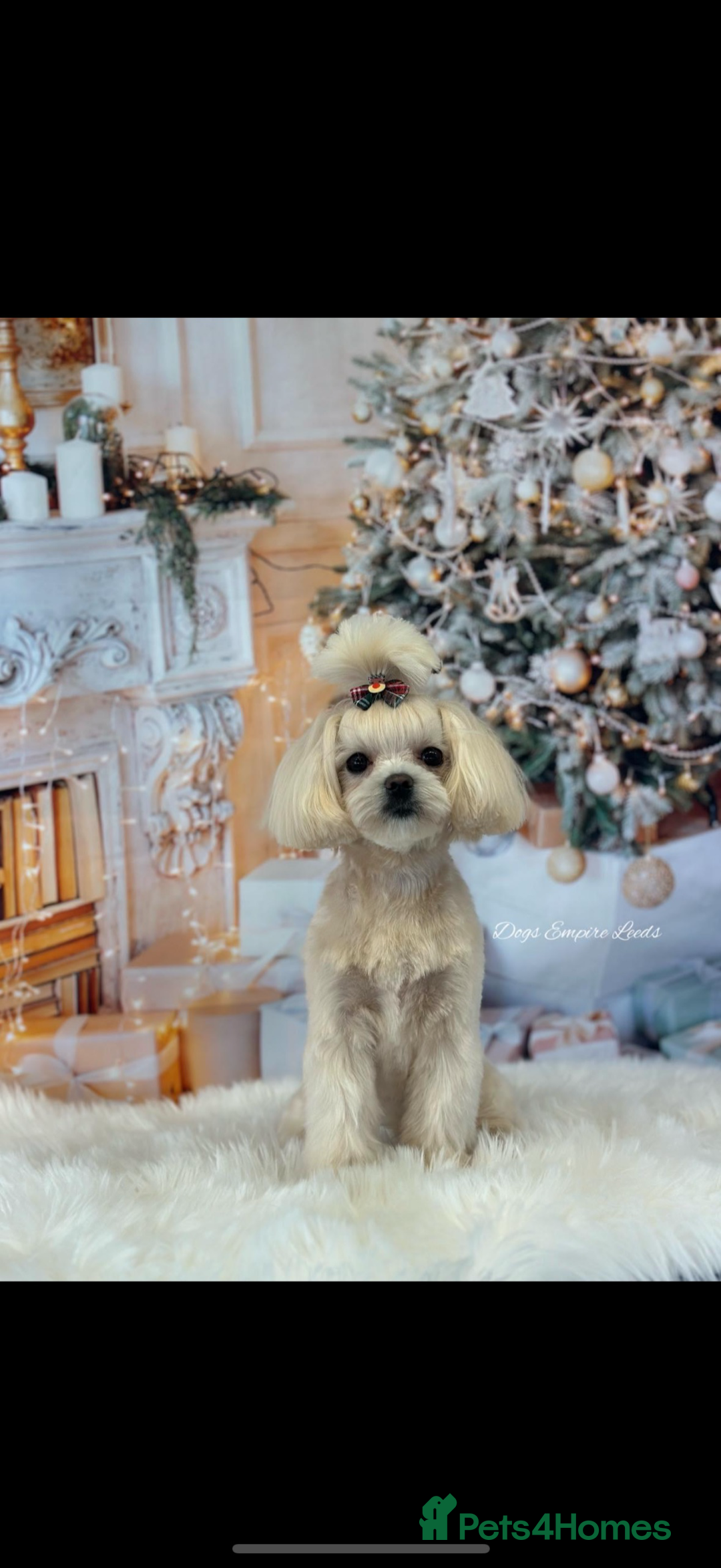 Maltipoo dogs for sale: Waffle  - Image 1