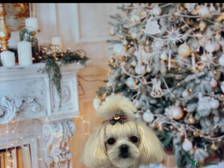 Maltipoo dogs for sale - Advert 1