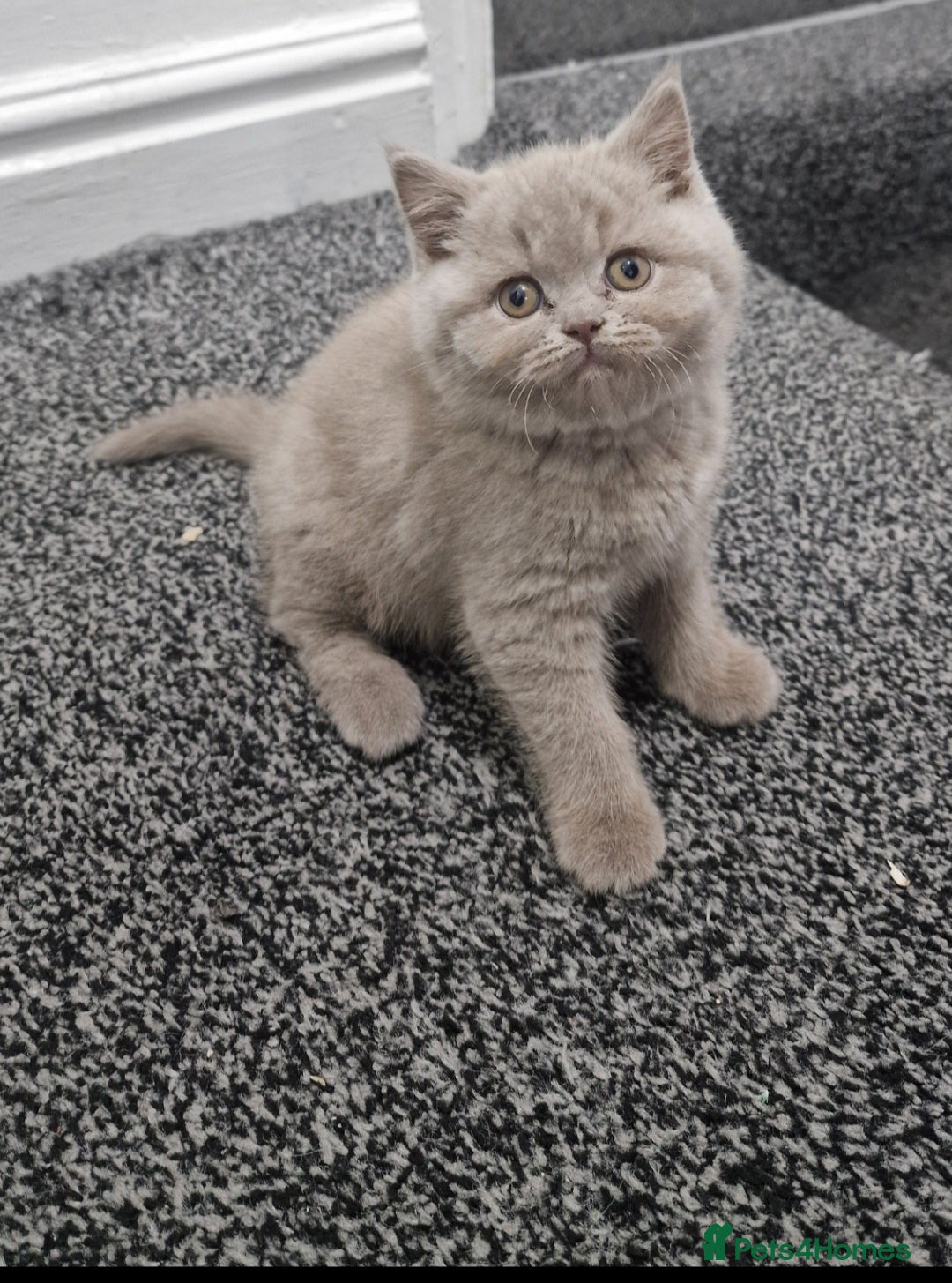 British Shorthair cats LAST ONE! Male Lilac British Shorthair For Sale! - Advert 3