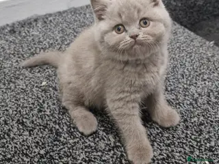 British Shorthair cats LAST ONE! Male Lilac British Shorthair For Sale! - Advert 3