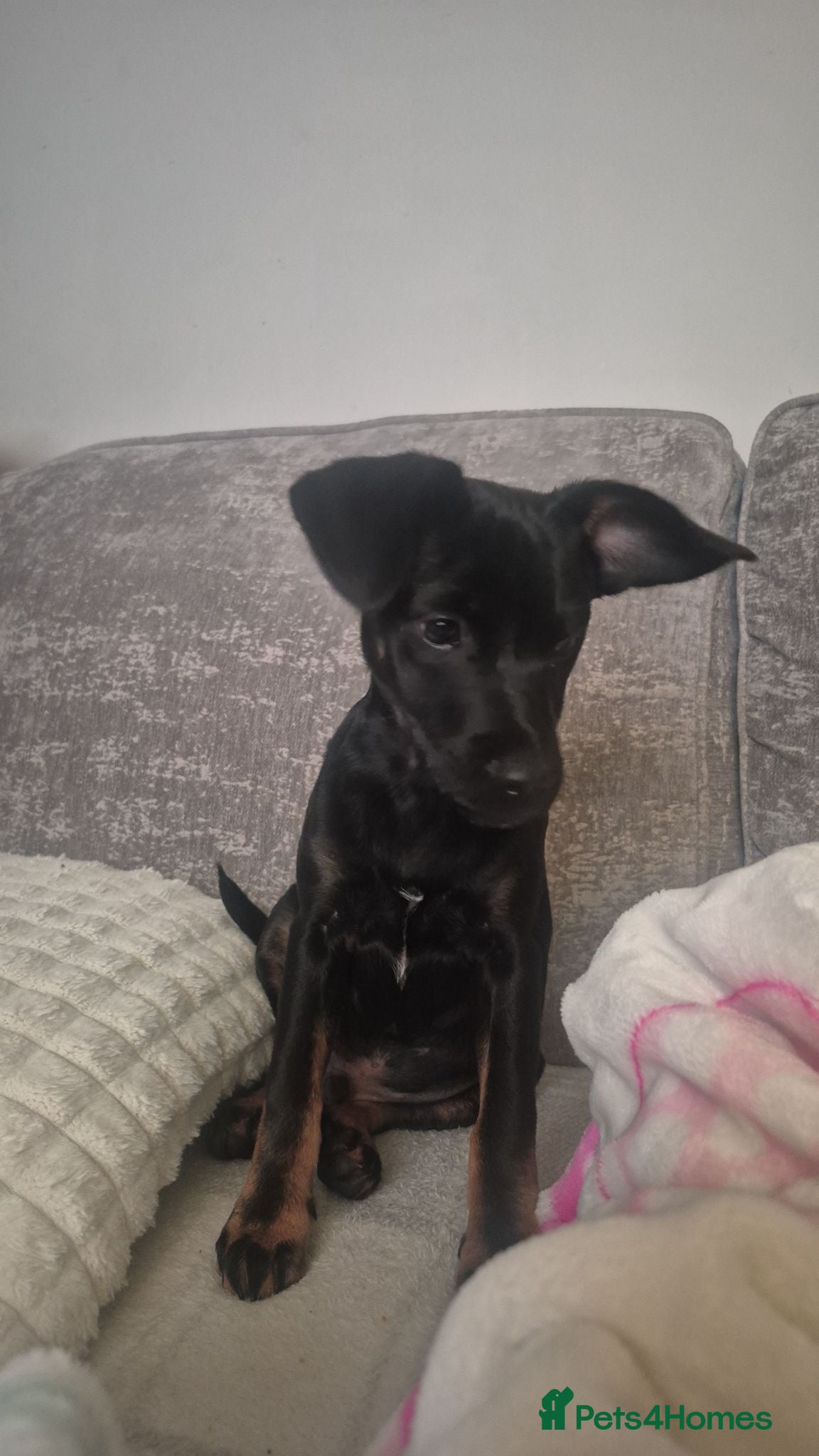 Jack Russell dogs Toby is 6 months old so loving  - Advert 1