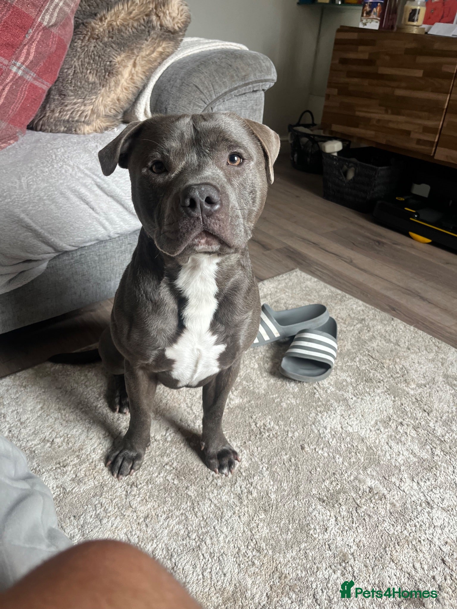 Mixed Breed dogs Louie-18 month old- blue Staffy  - Advert 1