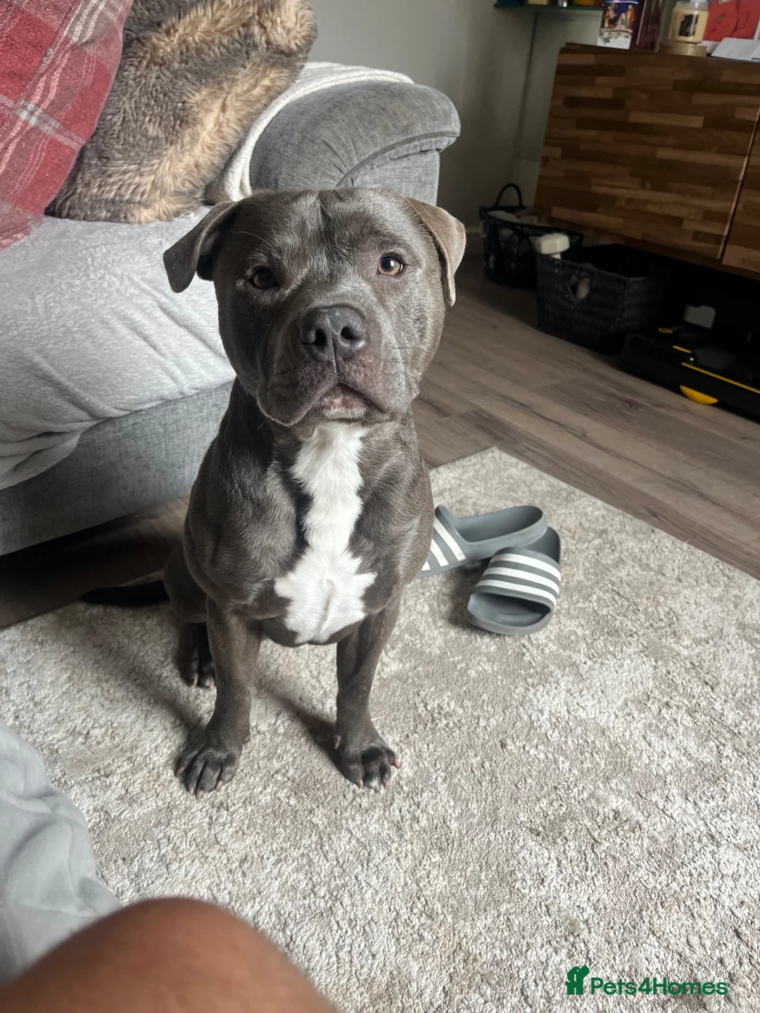 Mixed Breed dogs for sale: Louie-18 month old- blue Staffy  in Port Talbot - Advert 1