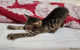 Mixed Breed cats for sale: A male tabby kitten - Image 7