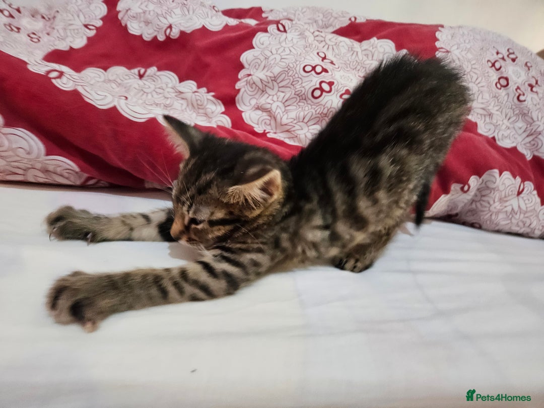 Mixed Breed cats for sale: A male tabby kitten - Image 7