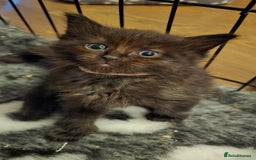 Maine Coon cats for sale: Stunning Maine Coon X  - Image 22