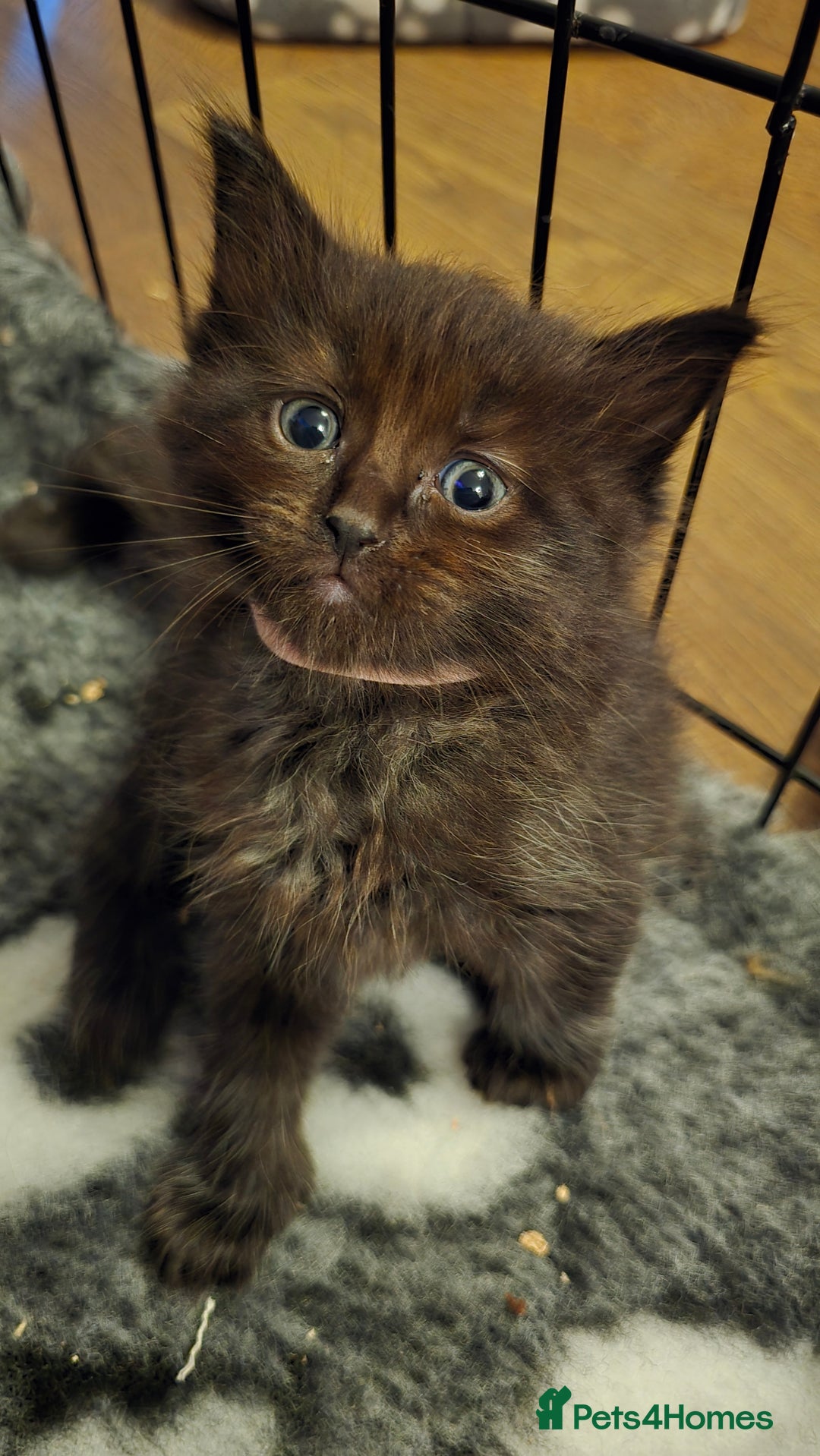 Maine Coon cats for sale: Stunning Maine Coon X  - Image 22