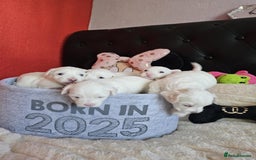 Bichon Frise dogs for sale: 6 bichon maltes - Image 2
