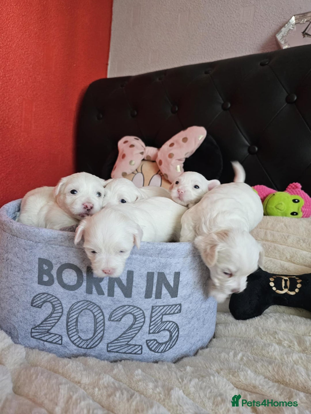 Bichon Frise dogs for sale: 6 bichon maltes - Image 2