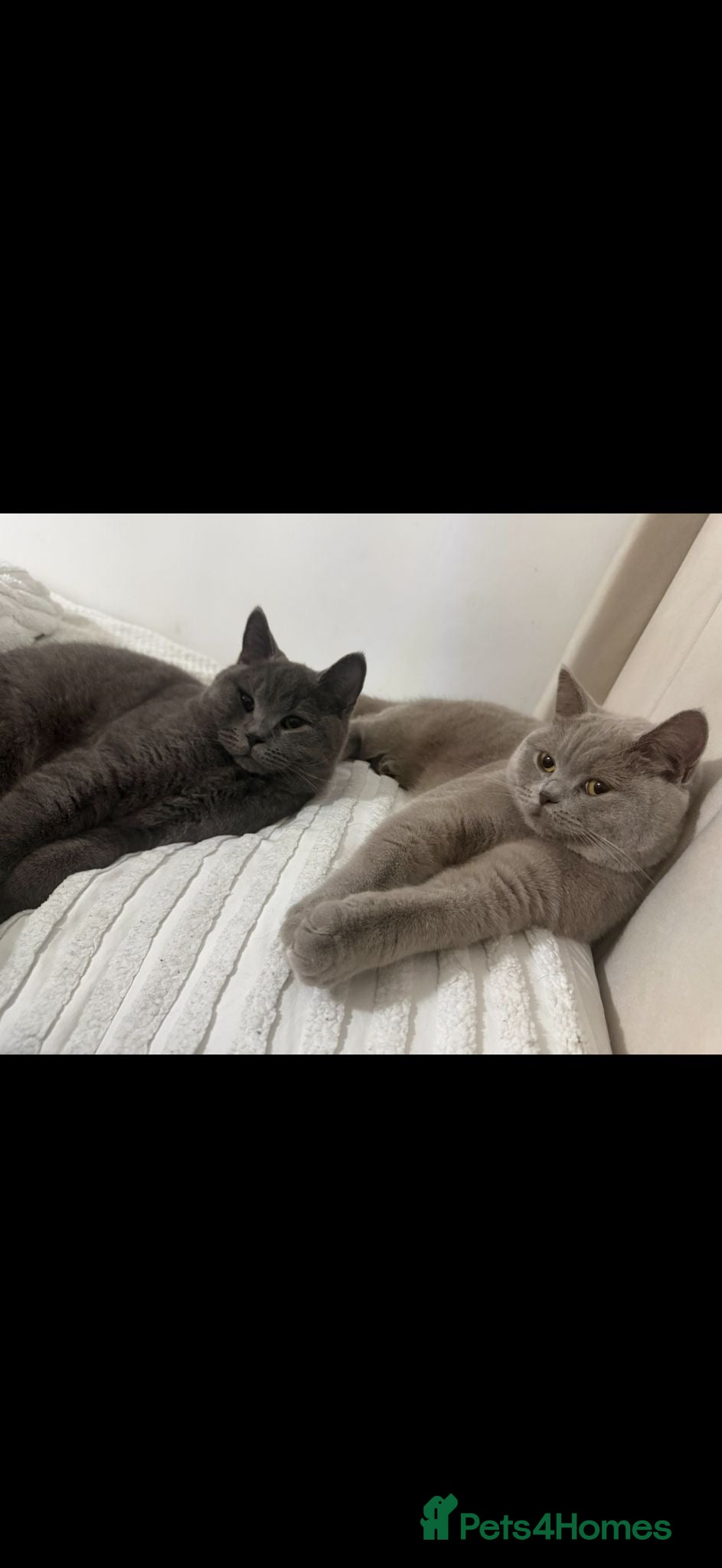 British Shorthair cats *Package* Male and Female British Shorthair  - Advert 2