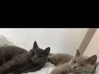 British Shorthair cats *Package* Male and Female British Shorthair - Advert 2