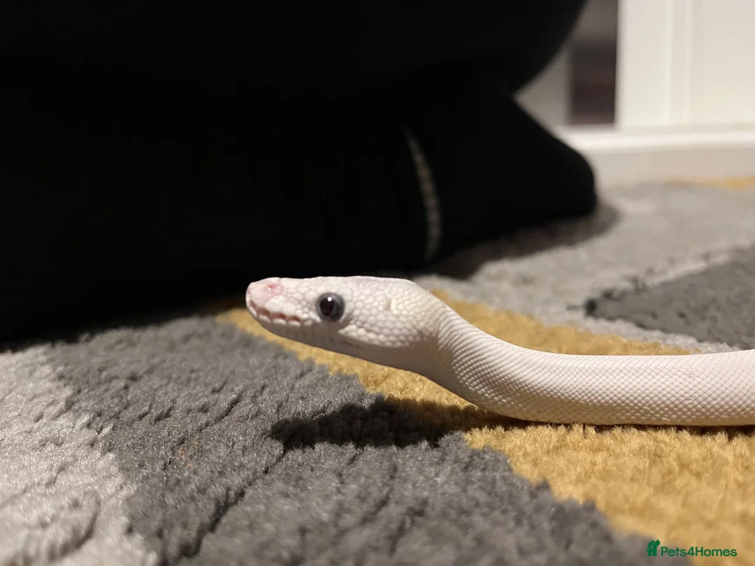 Snake reptiles for sale: Blue eyed lucy - Advert 4