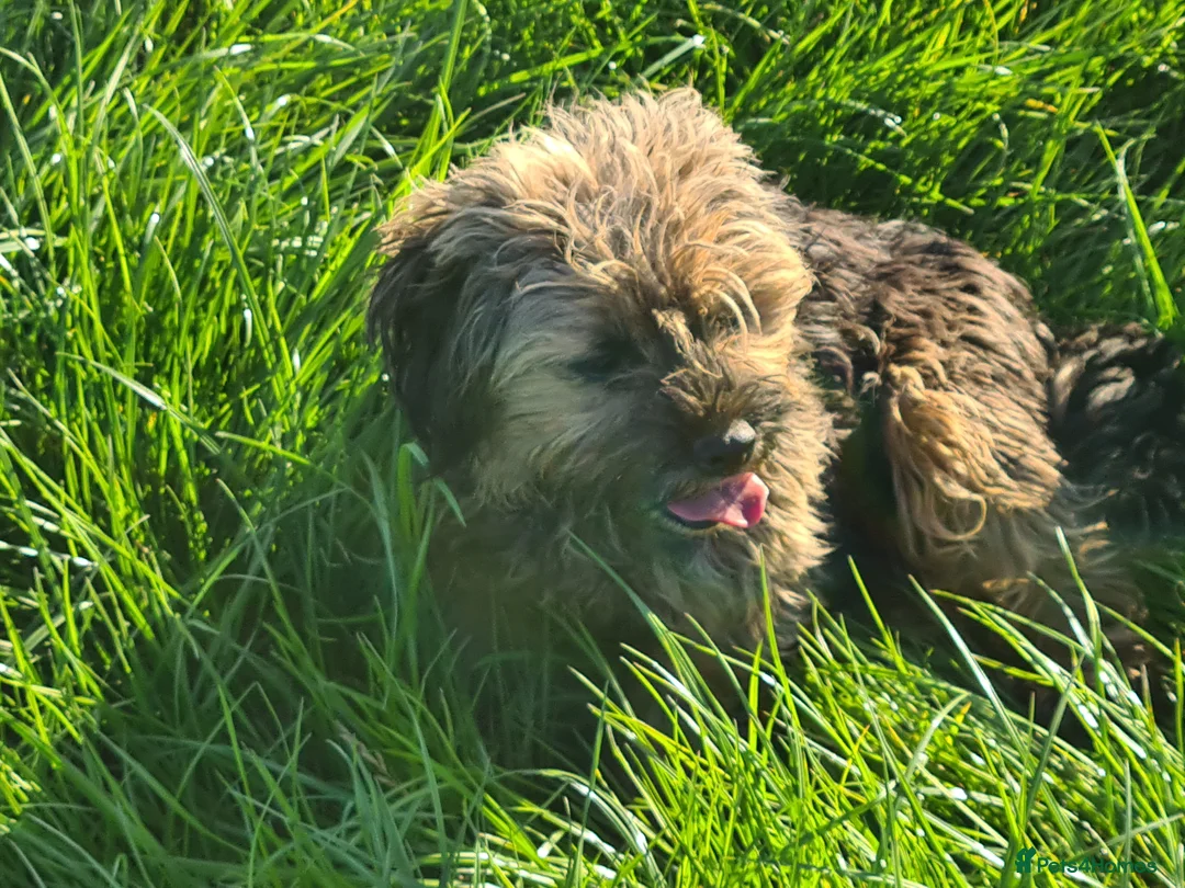 Mixed Breed dogs for sale: Border x lakeland terriers  - Advert 1