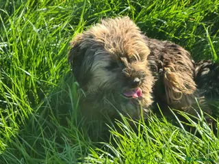 Mixed Breed dogs Border x lakeland terriers - Advert 1