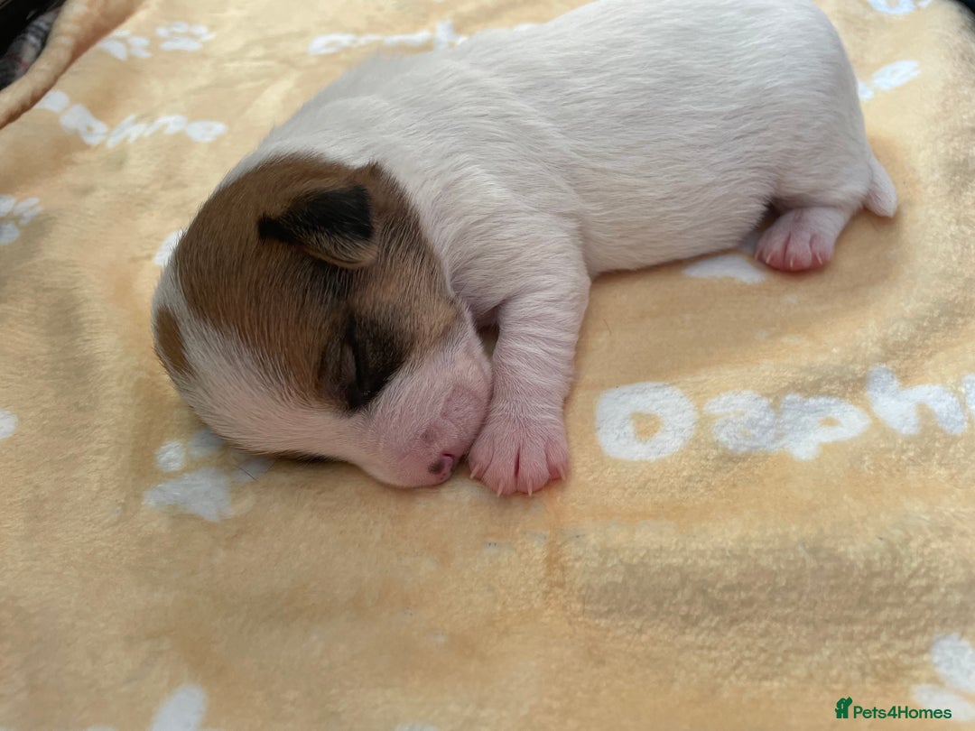 Mixed Breed dogs for sale: Jack chi puppies  - Image 9