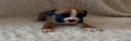 Boxer dogs for sale: Kc Reg Bobtail & tailed boxers  - Advert 5