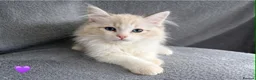 Ragdoll cats for sale: Ragdoll Kittens – Beautiful Blue-Eyed Babies - Advert 2