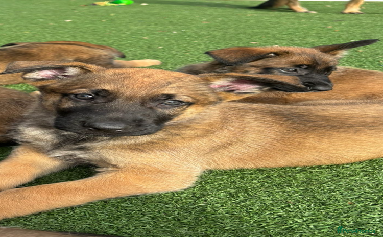 Mixed Breed dogs 8 Belgian Malinois & German Shepherd Puppies - Advert 12