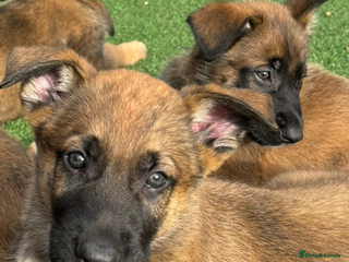 Mixed Breed dogs 8 Belgian Malinois & German Shepherd Puppies - Advert 9