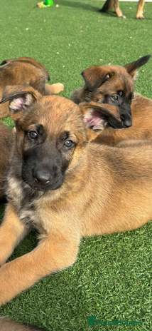 Mixed Breed dogs 8 Belgian Malinois & German Shepherd Puppies - Advert 12