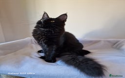 Maine Coon cats for sale: Studing solid black females🎀🐈‍⬛ - Image 14