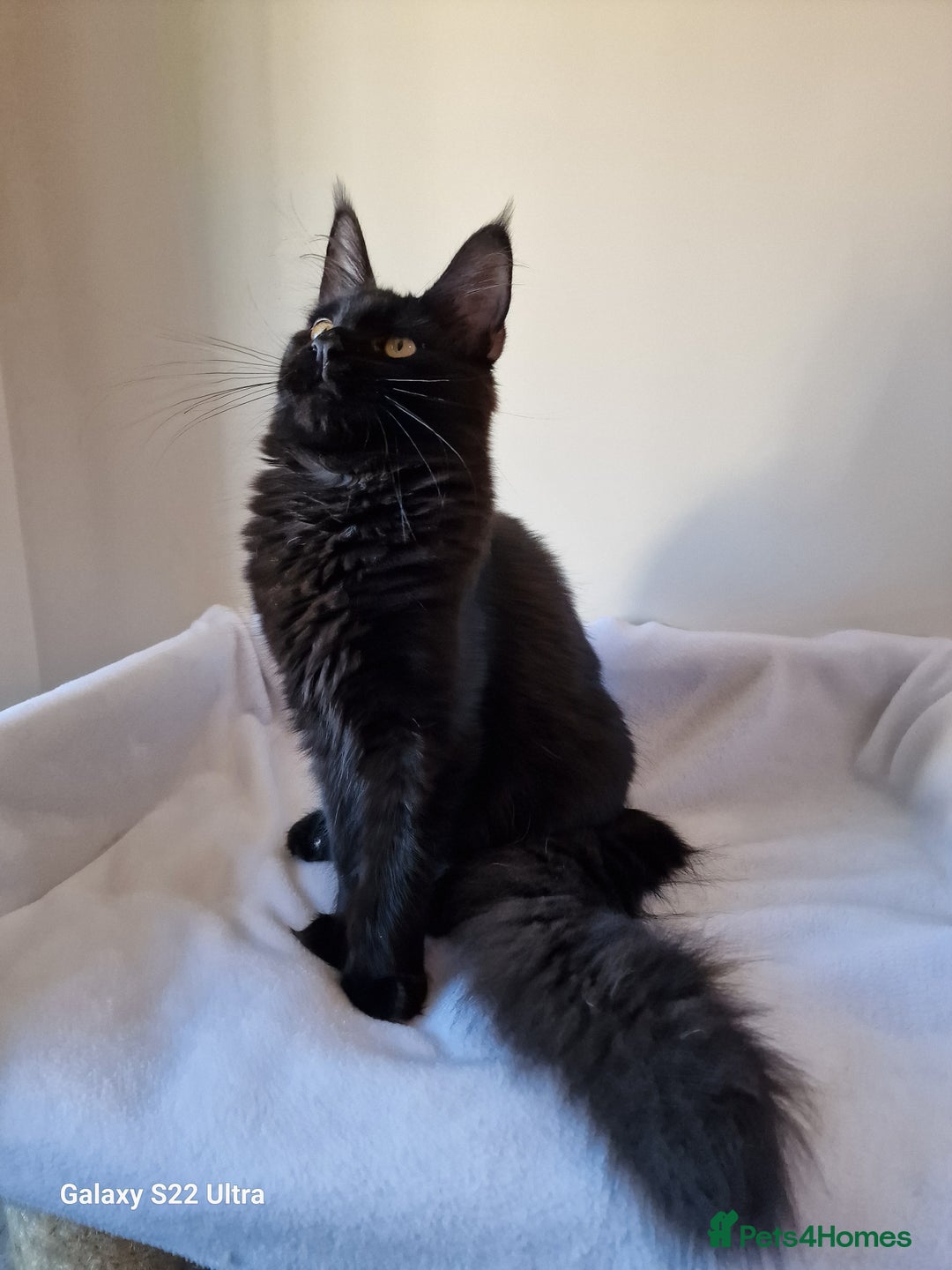 Maine Coon cats for sale: Studing solid black females🎀🐈‍⬛ - Image 14
