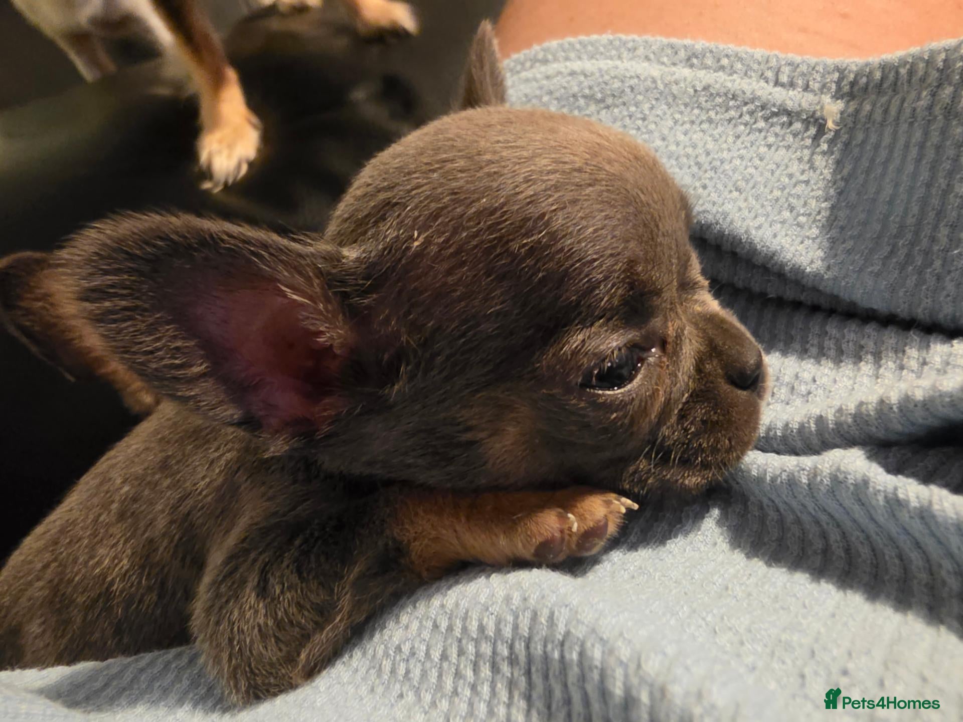 Mixed Breed dogs Bullhuahua puppies (French BulldogXChihuahua) - Advert 3