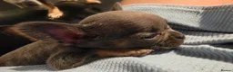 Mixed Breed dogs for sale: Bullhuahua puppies (French BulldogXChihuahua) - Advert 1