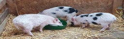 Pig livestock for sale: Micro / Mini / Little Pig Piglets - Advert 2