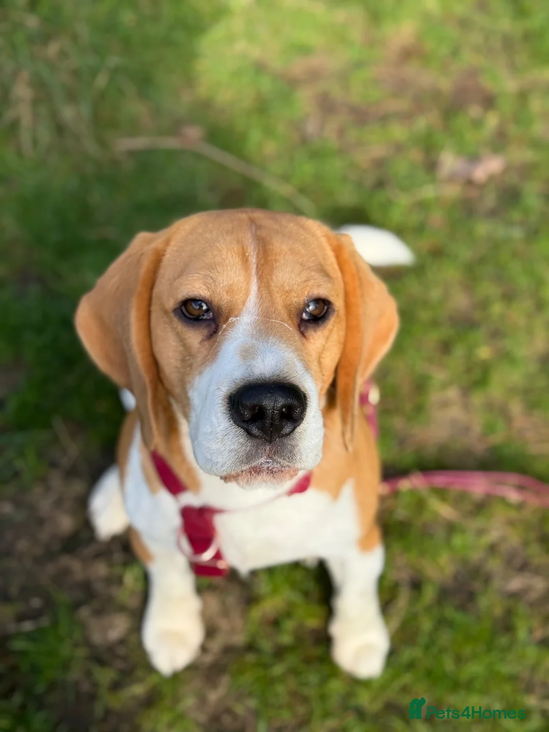 Beagle dogs for stud: Absolutely Spotless Olimp — Beagle Stud (Imp Pol) in Newent - Advert 2
