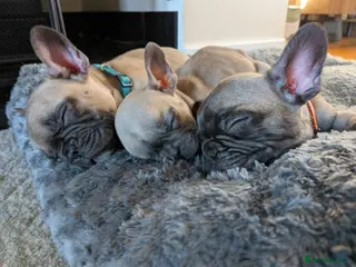 French Bulldog dogs 🐾 ONLY 3 GIRLS LEFT 🐾 - Advert 6