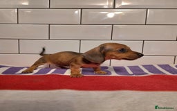 Miniature Dachshund dogs for sale: Full of champions!!! pra clear mini dachshunds in South Shields - Image 11