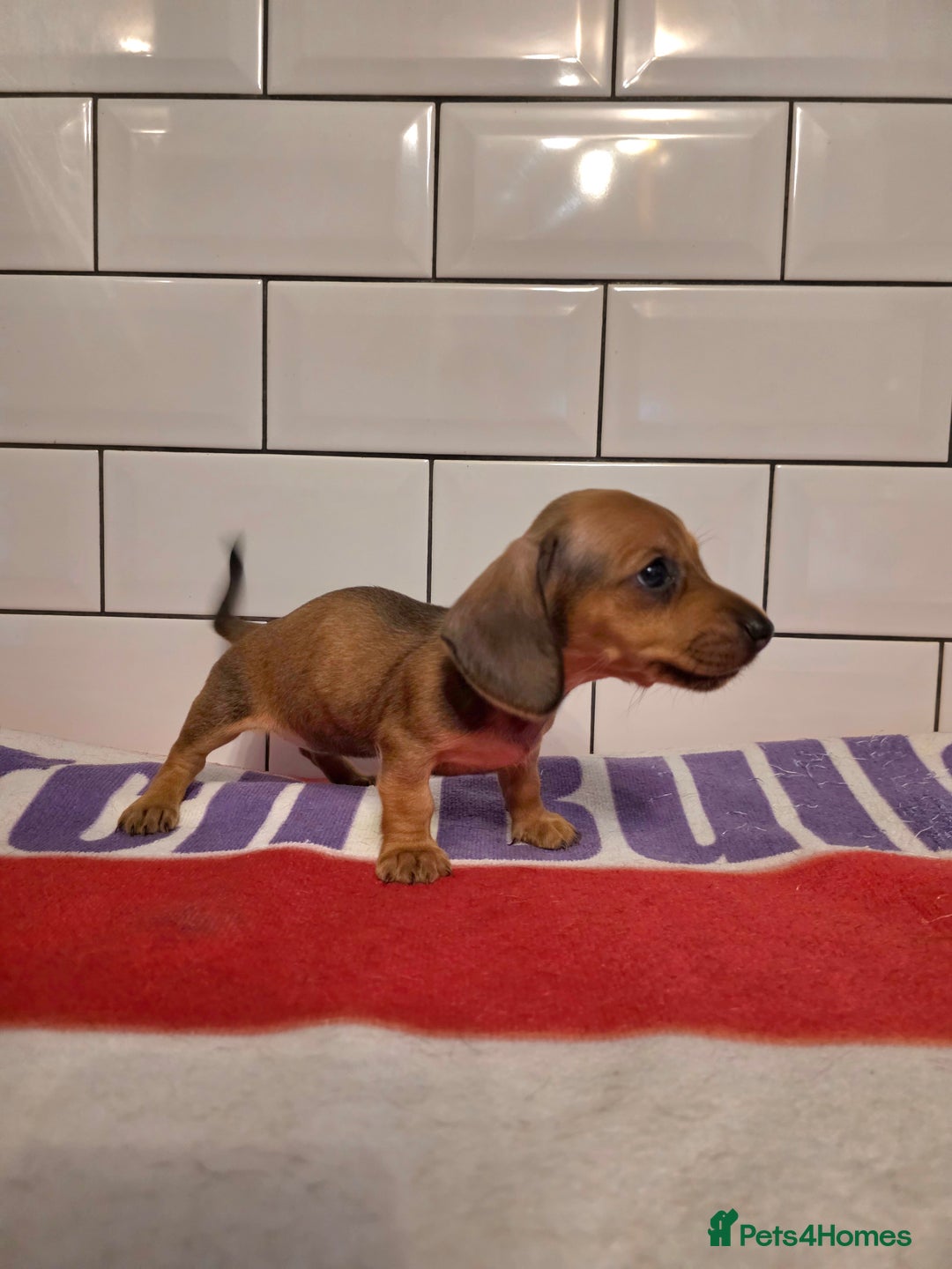 Miniature Dachshund dogs for sale: Full of champions!!! pra clear mini dachshunds in South Shields - Image 11