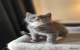 Mixed Breed cats for sale: Half Britishlonghair half Tuxedo! Only 1 left. - Image 11