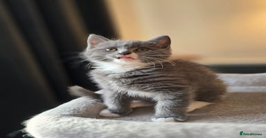 Mixed Breed cats - Advert 2