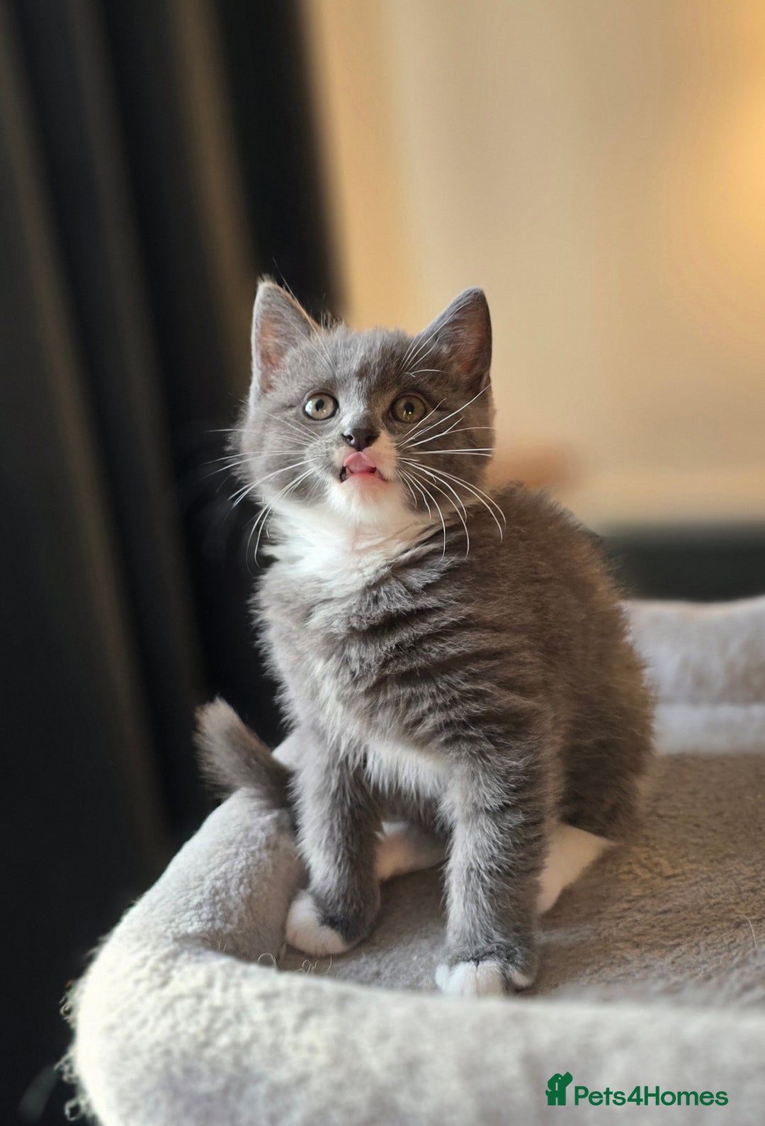 Mixed Breed cats for sale: Half Britishlonghair half Tuxedo! Only 1 left. - Image 11