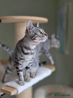 Bengal cats Two Silver Bengal Sisters - Advert 7