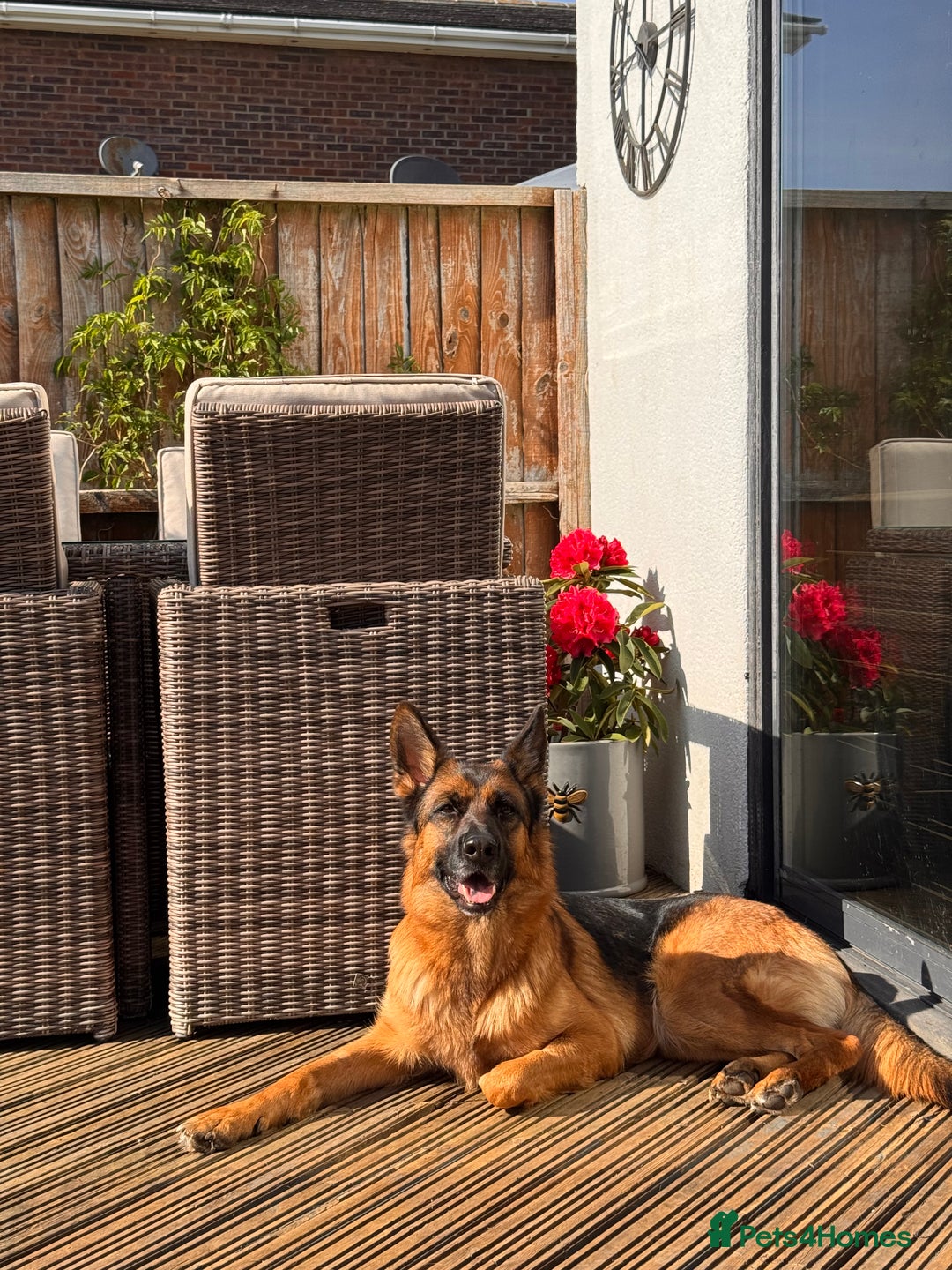 German Shepherd dogs for sale: Last stunning male puppy available  - Image 18