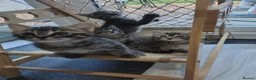 Mixed Breed cats for sale: 4 kittens  - Advert 1