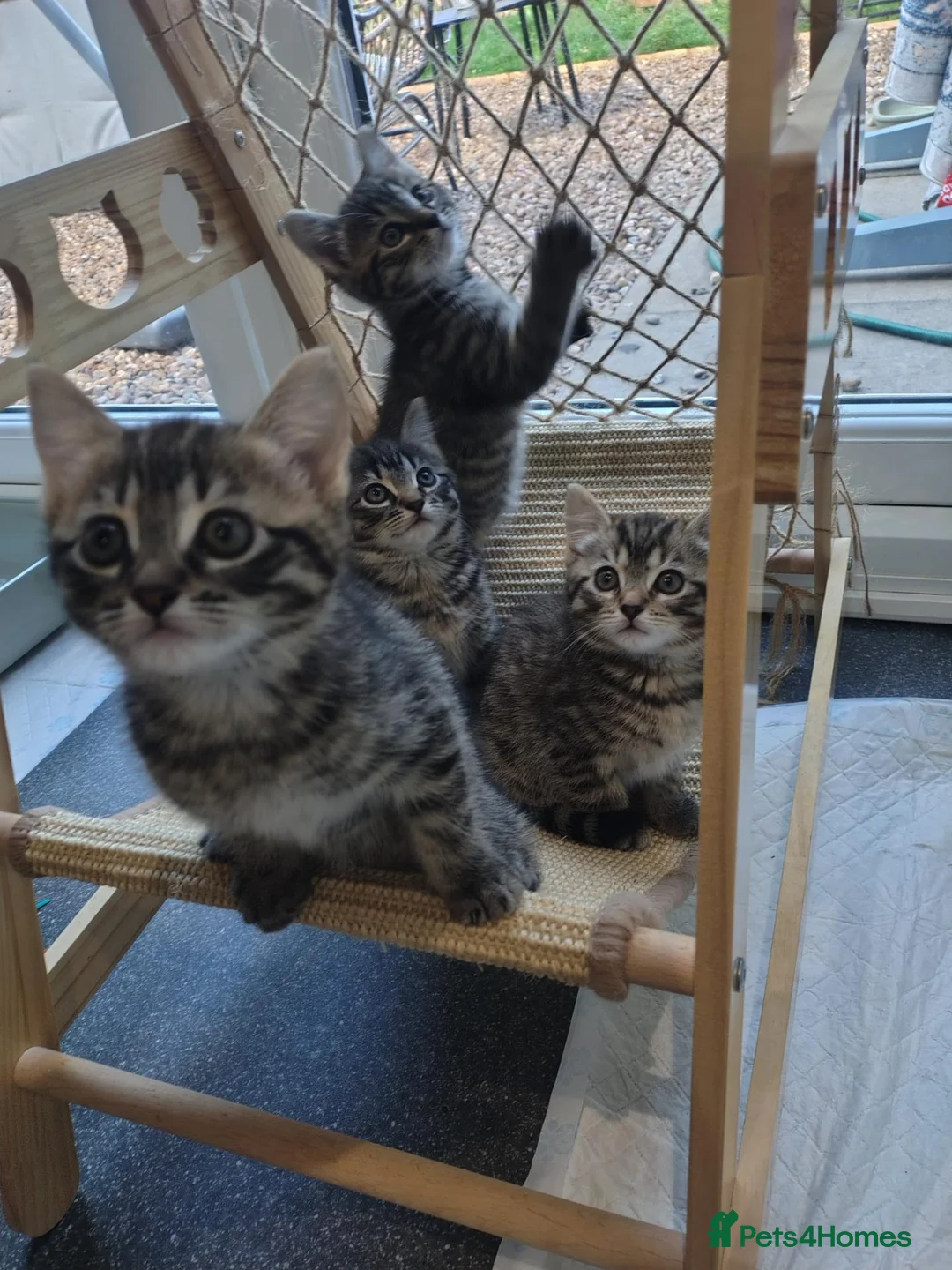 Mixed Breed cats for sale: 4 kittens  - Advert 1