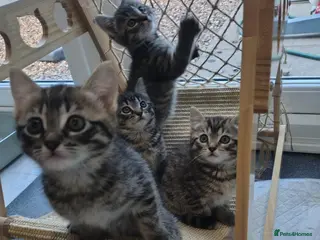 Mixed Breed cats 4 kittens - Advert 2