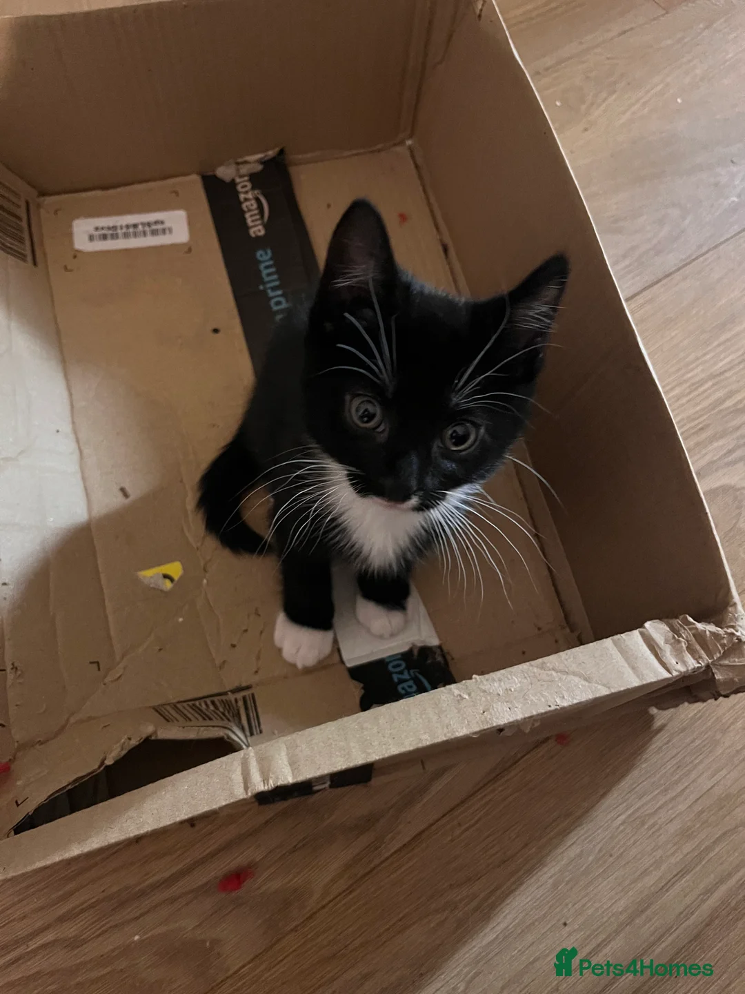 Mixed Breed cats for sale: 5 male kittens ready to find their forever homes.  - Advert 10