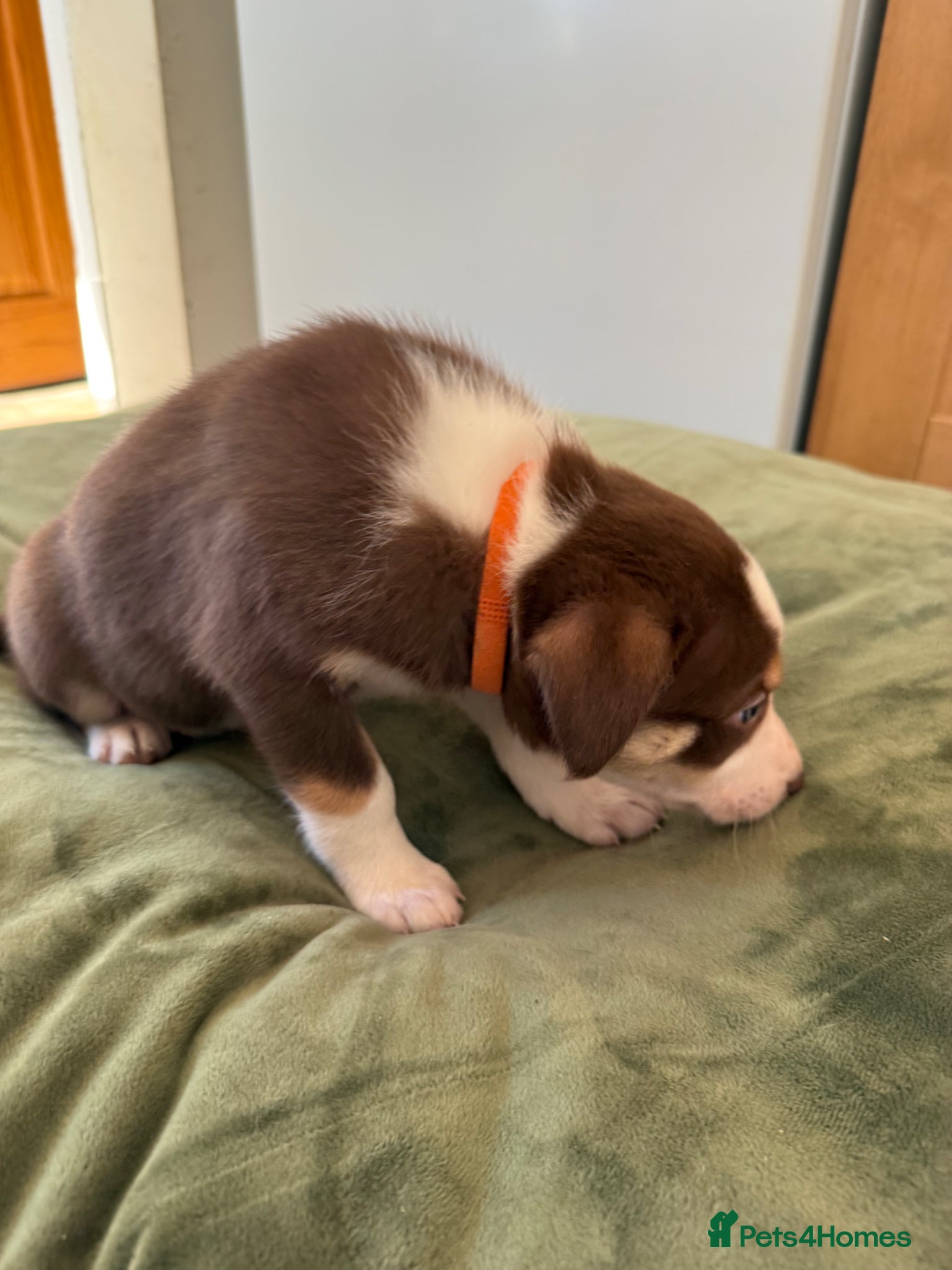 Border Collie dogs Tri colour border collies - Advert 2