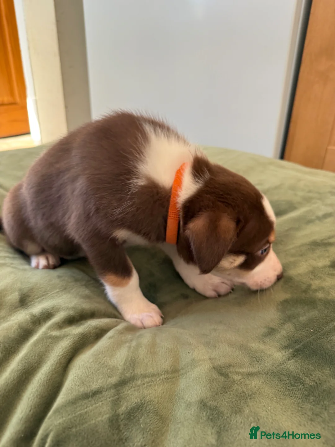 Border Collie dogs for sale: Tri colour border collies - Advert 2