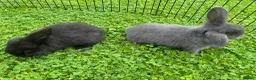 Mixed Breed rabbits for sale: Pair of baby rabbits - Advert 3