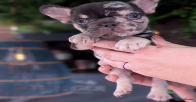 French Bulldog dogs - Advert 2