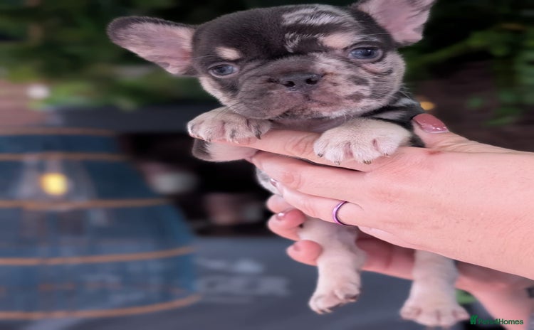 French Bulldog dogs - Advert 11