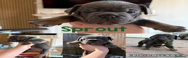 Sprout