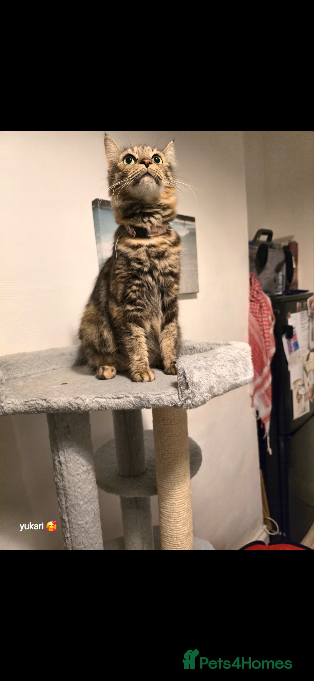 Mixed Breed cats for sale: Cute kittens ready for their new home - Advert 1