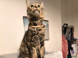 Mixed Breed cats Cute kittens ready for their new home - Advert 3